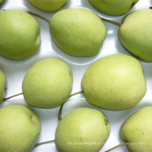 Pêra Shandong verde fresco para o mercado da Índia